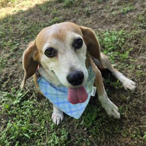 Butterball, Beagle, adult, available for adoption