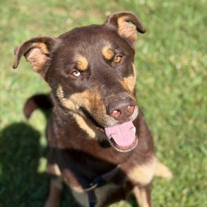 Hershey, Husky, senior, available for adoption