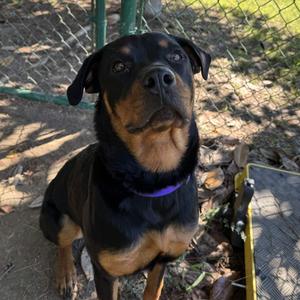 Zarah, Rottweiler, adult, available for adoption