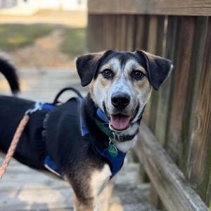 Theodore, Shepherd, adult, available for adoption