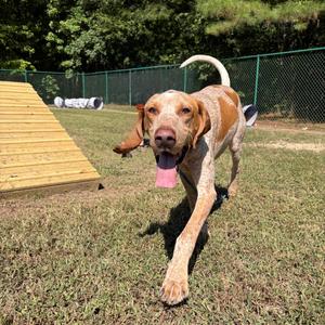 Valentino, Coonhound, adult, available for adoption