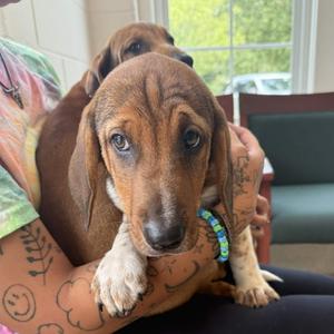 Teller, Hound, available for adoption