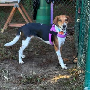 Miley, Hound, adult, available for adoption