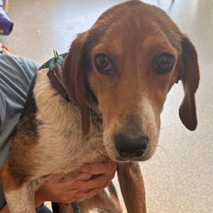 Miley, Hound, adult, available for adoption