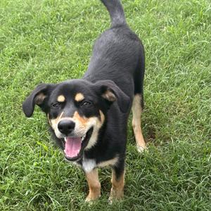 Nova, Shepherd, German, young, available for adoption