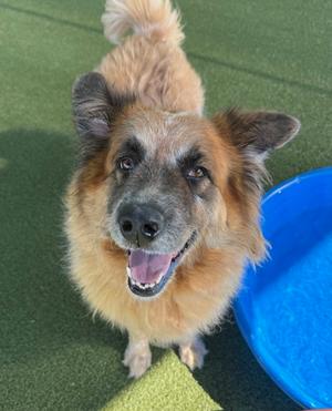 Venus, Australian Cattle Dog and Great Pyrenees, adult, available for adoption