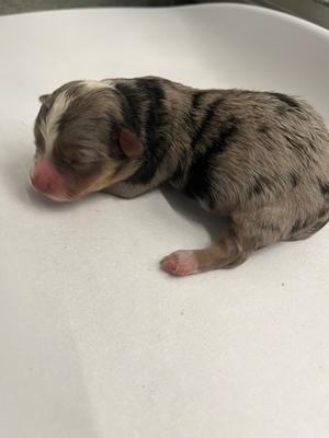 Peppermint, Greater Swiss Mountain Dog Mix, puppy, available for adoption