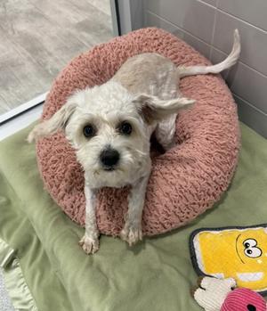 A small white dog with floppy ears is sitting in a pink, circular dog bed. The dog bed is placed on a green blanket, and there is a yellow and pink toy nearby. The background shows a tiled wall and a glass door.