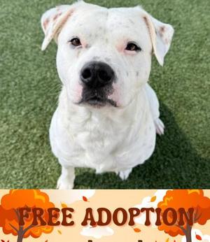 Caspian, Pit Bull Terrier Mix, young, available for adoption