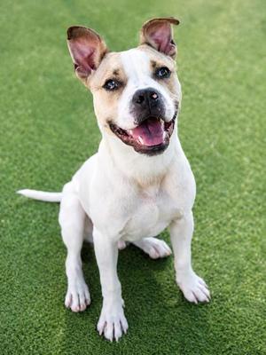 Pupperoni, Boxer and Catahoula Leopard Hound, young, available for adoption