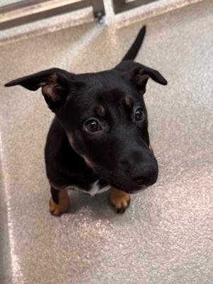 Coral, German Shepherd Dog Mix, puppy, available for adoption