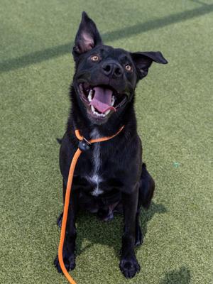A black dog with an orange collar sitting on green grass, looking up with its mouth open and tongue out.