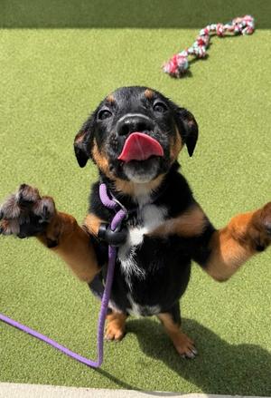 Dune, German Shepherd Dog Mix, puppy, available for adoption