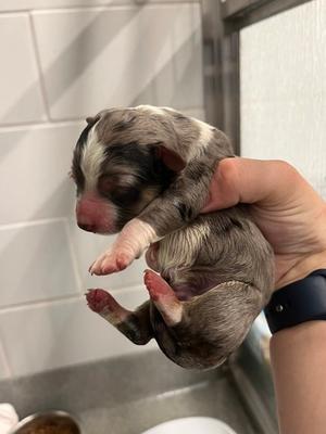 Gingerbread, Greater Swiss Mountain Dog Mix, puppy, available for adoption