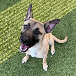 A happy dog with a black and tan coat sitting on green artificial grass, looking up with its mouth open and tongue out.