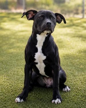 Azalea, Mixed Breed, young, available for adoption