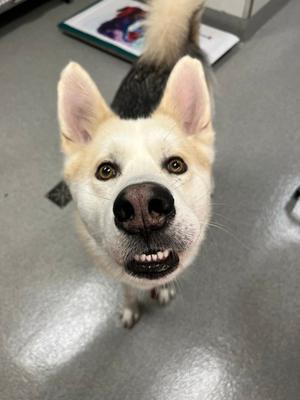 a white dog with black markings on its back, looking up at the camera with its mouth slightly open, showing its teeth