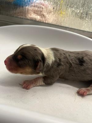 Nutcracker, Greater Swiss Mountain Dog Mix, puppy, available for adoption