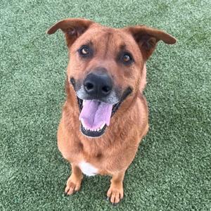 A medium-sized, reddish-brown dog with floppy ears sits on artificial turf, panting with its tongue out and looking up at the camera.