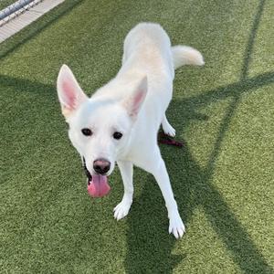 A white dog with its tongue out standing on artificial grass.