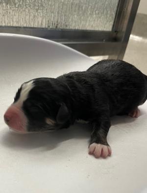 Snowflake, Greater Swiss Mountain Dog Mix, puppy, available for adoption