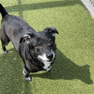 A black and white dog standing on artificial grass, looking up at the camera.