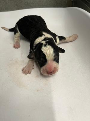 Noelle, Greater Swiss Mountain Dog Mix, puppy, available for adoption