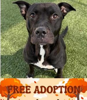 Jade, Pit Bull Terrier Mix, senior, available for adoption