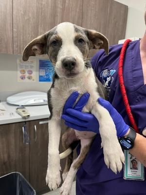 Mipha, Mixed Breed, puppy, available for adoption