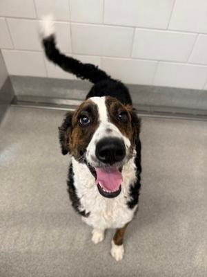 Riley, Bernese Mountain Dog and Chesapeake Bay Retriever, young, available for adoption
