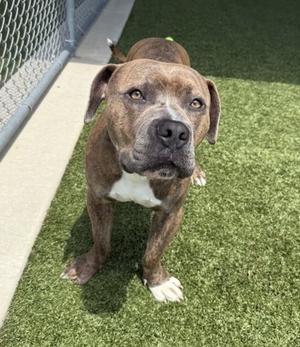 Sylvester, Mixed Breed, adult, available for adoption