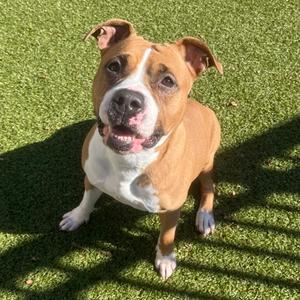 Sweet Pea, Boxer and Pit Bull Terrier, adult, available for adoption