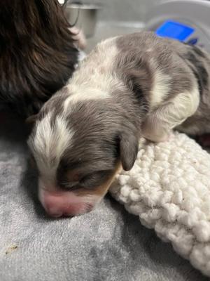 Holly, Greater Swiss Mountain Dog and Welsh Corgi - Cardigan, puppy, available for adoption