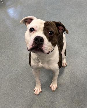 A brown and white dog standing on a gray floor, looking up with its ears perked and eyes wide.