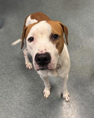 A brown and white dog standing on a gray floor, looking up at the camera with its ears drooping down.
