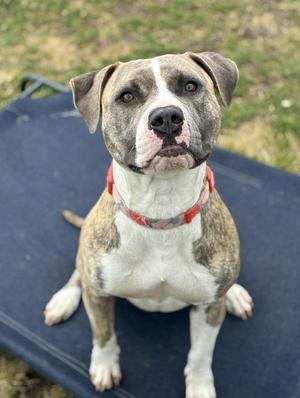 A brindle and white dog with a red collar sitting on a blue surface.