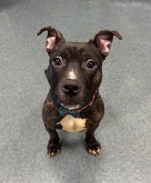 I'm Not Really a Waitress, Pit Bull Terrier, adult, available for adoption