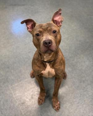 Bulk Season, Pit Bull Terrier, adult, available for adoption