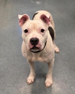 A white dog with black spots standing on a gray floor, looking directly at the camera.