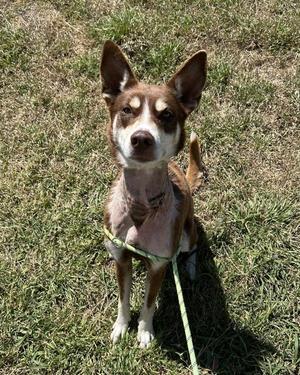 Maya, Siberian Husky, adult, available for adoption