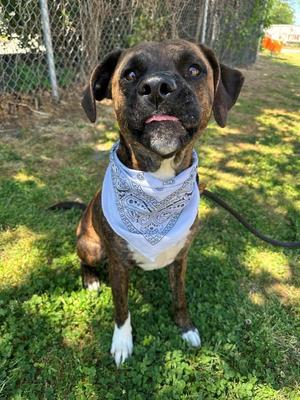 Jinkies, Pit Bull Terrier / Hound, adult, available for adoption