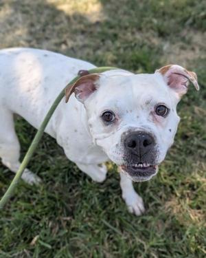 Lillie Pearl, English Bulldog / Pit Bull Terrier, adult, available for adoption