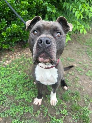 Long Arm of the Law, Pit Bull Terrier, adult, available for adoption