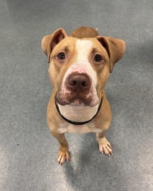 A brown and white dog with floppy ears and a black collar, looking up at the camera.