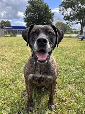 Car Jacker - In Foster, Mastiff, adult, available for adoption
