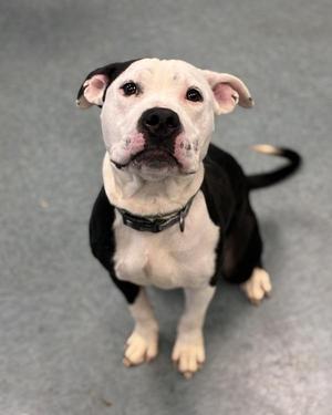 Mocha Cookie Crumble, Pit Bull Terrier, young, available for adoption