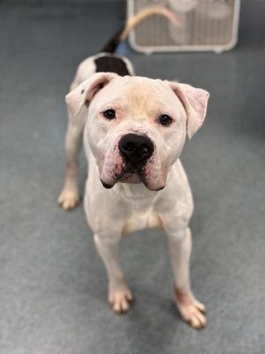 A white dog with a black patch on its back standing on a gray floor, looking directly at the camera.