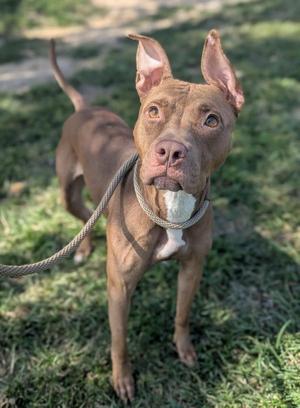 a brown dog standing on grass with a rope leash