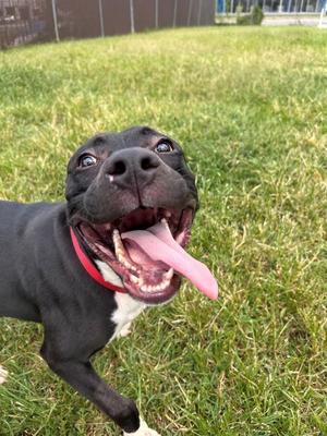 Moondancer, Pit Bull Terrier, young, available for adoption