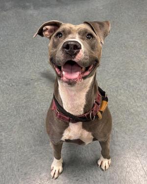 A brown and white dog with a red harness, sitting on a gray floor and looking up with its mouth open.